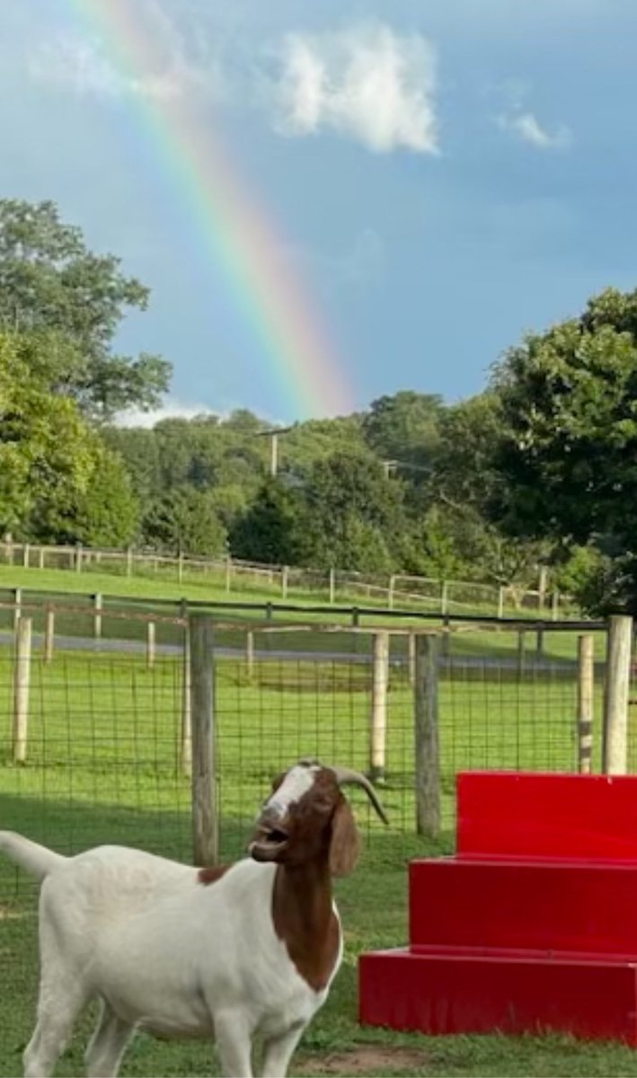 firemandowd's tweet photo. @Skittles Jake the goat trying to taste the rainbow. 🌈 https://t.co/5Z7ucpupQY
