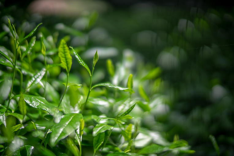 hibiki_an's tweet photo. Enhance the Pure Elegant Flavor of Tencha in Summer: First of all, we recommend brewing Tencha stronger...
https://t.co/jBCBrvZoIL
#hibikian
#Uji
#Kyoto
#Japan
#tea
#greentea
#Japanesetea
#Matcha
#Gyokuro
#Sencha
#Shincha
#Houjicha
#Hojicha
#Konacha
#Tencha https://t.co/pOqQAzvZc5