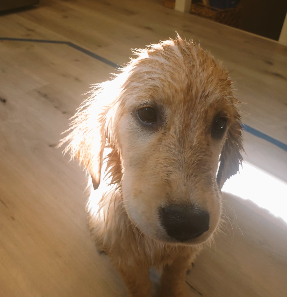 UpGradual's tweet photo. @Phil_Sledge Holly rolled in something delicious (aka disgusting) and had to have a bath. https://t.co/YbzLmqAGwX