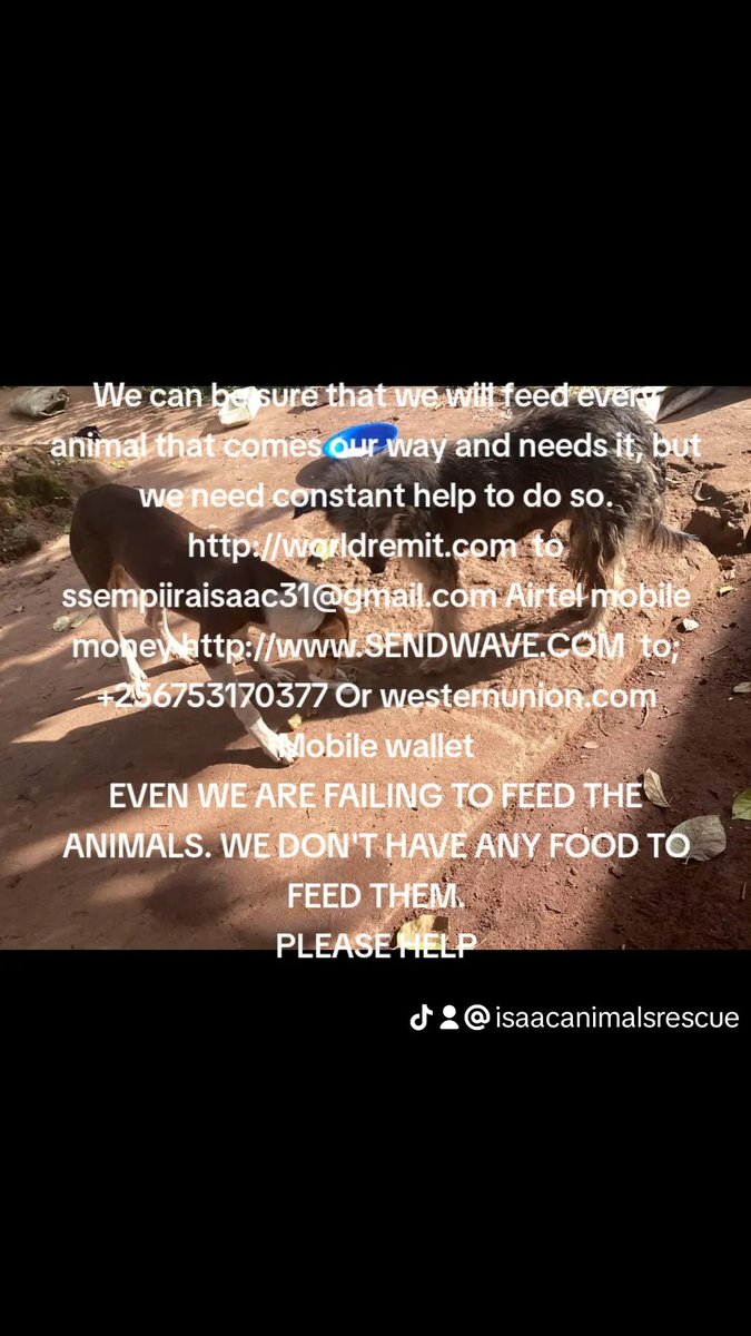 Isaac Animals Rescue (@isaacanimals) on Twitter photo 