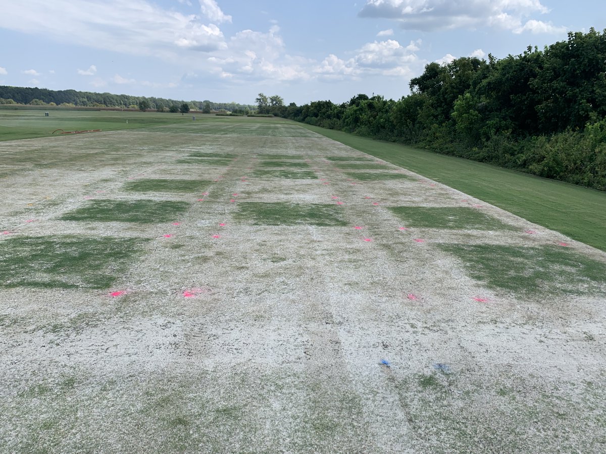 Drturfdirt (@drturfdirt) on Twitter photo Mach 1 Ultradwarf bermudagrass 5 weeks after sprigging. Traditional grow-in program of 1 lb N per week (center plot in foreground) being outpaced by several treatments. Come see them at pss.msstate.edu/workshops/turf… <a href="/MSTurfgrass/">James D. McCurdy</a> <a href="/MSU_AG/">MSU CALS/MAFES</a> Mach 1 Ultradwarf bermudagrass 5 weeks after sprigging. Traditional grow-in program of 1 lb N per week (center plot in foreground) being outpaced by several treatments. Come see them at pss.msstate.edu/workshops/turf… <a href="/MSTurfgrass/">James D. McCurdy</a> <a href="/MSU_AG/">MSU CALS/MAFES</a>