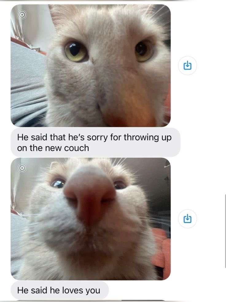 PunchingCat's tweet photo. https://t.co/hdtc8dMNK8