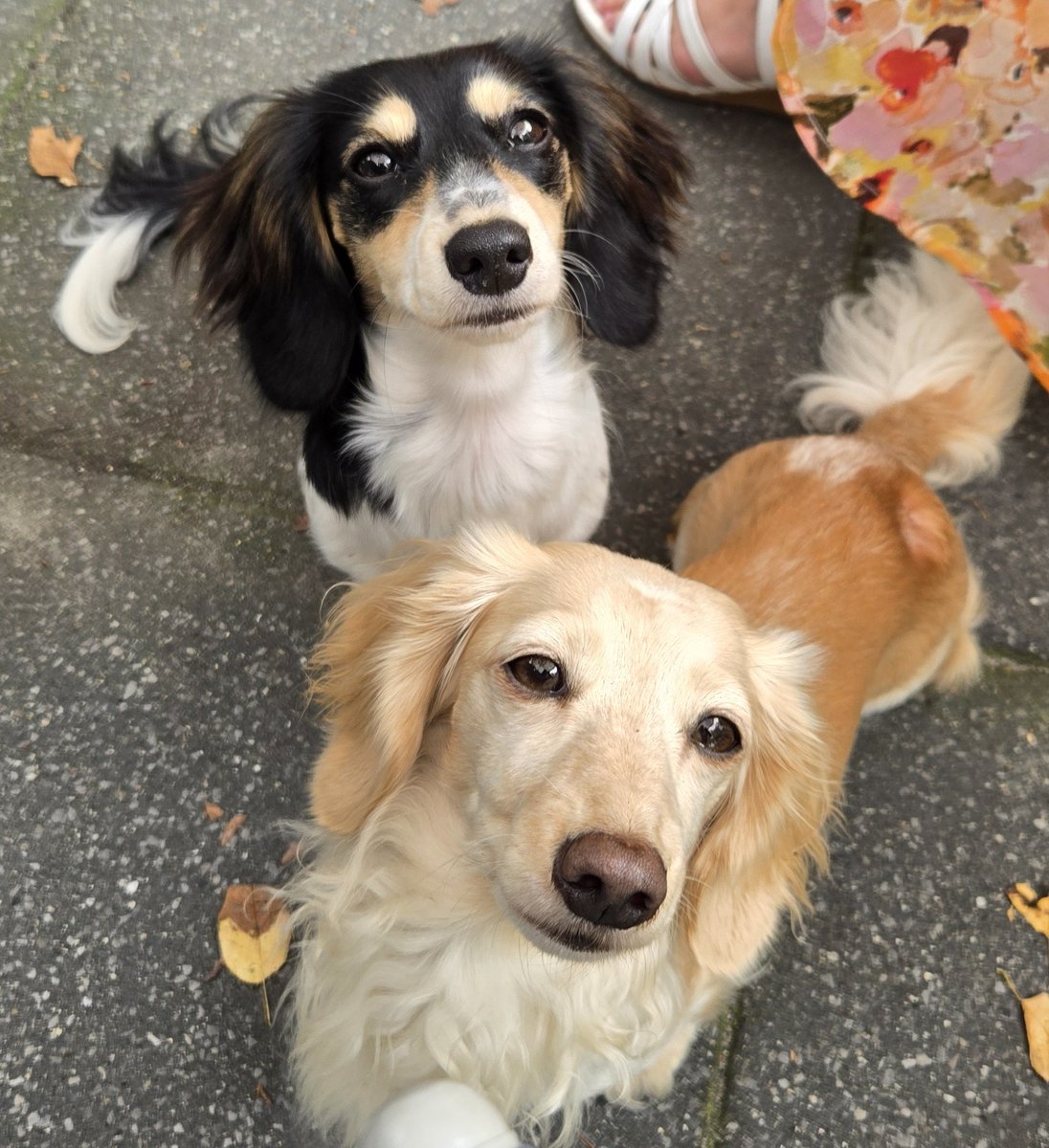 Zelda & Bandita tweet media