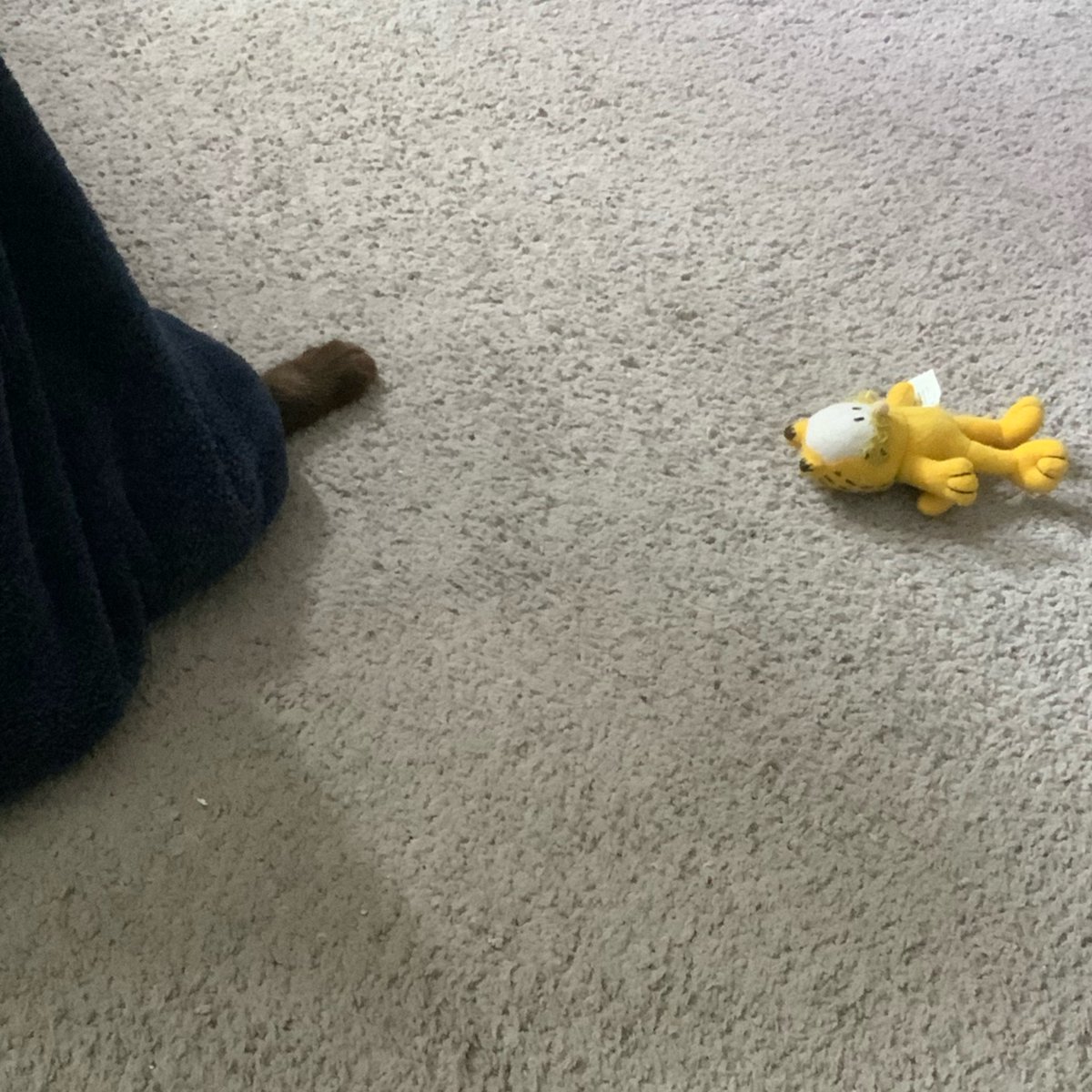 summerzagain38's tweet photo. @DailyPicTheme2 #VanishingPoints.. #VanishingSun  #SunDown 
Where did the Cat vanish to?🤔 Nothing to see here..😽
#Cats https://t.co/EsM3lPcwYY