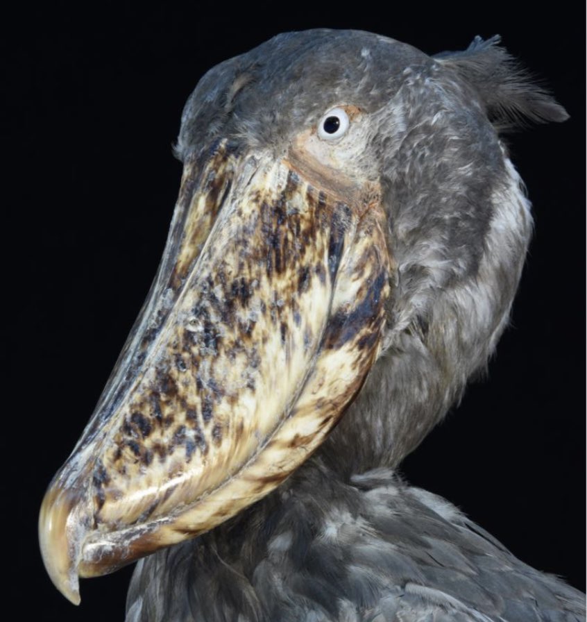 今日はもう一ネタ。 ちょっと前の上野動物園さんの投稿より