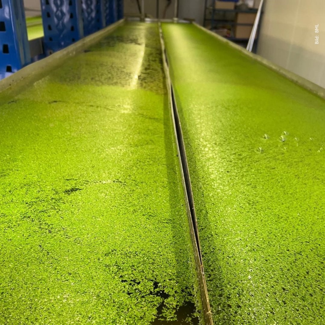 BMLUK_gv_at's tweet image. Nachhaltiges #Fischfutter:
Das #LETeProtein-Projekt untersucht ob sich Wasserlinsen und Mehlkäferlarven als Proteinquelle für regionales Fischfutter eignen. 

Die Vorteile:
✔️ Reduktion von Importen
✔️ Geringere #Umweltbelastung
✔️ Förderung der #Kreislaufwirtschaft