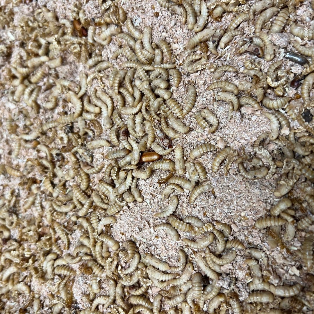 BMLUK_gv_at's tweet image. Nachhaltiges #Fischfutter:
Das #LETeProtein-Projekt untersucht ob sich Wasserlinsen und Mehlkäferlarven als Proteinquelle für regionales Fischfutter eignen. 

Die Vorteile:
✔️ Reduktion von Importen
✔️ Geringere #Umweltbelastung
✔️ Förderung der #Kreislaufwirtschaft