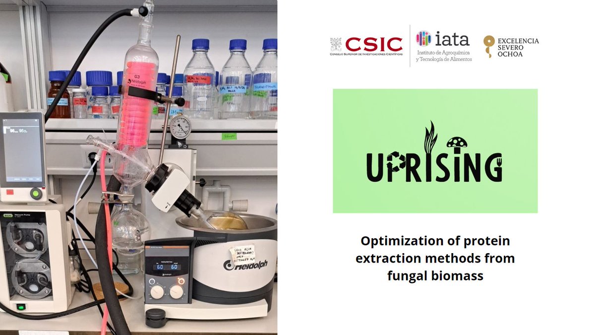 🧪As a goal within the #UPRISING project, we optimize the production of #protein_rich extracts from #mushroom #biomass #residues, developing #environmentally_friendly and #cost_effective extraction methods.

➡More info: biofun.csic.es/portfolio/upri…

<a href="/AgEInves/">Agencia Estatal de Investigación</a> <a href="/CienciaGob/">Ministerio de Ciencia, Innovación y Universidades</a> <a href="/iata_csic/">IATA CSIC</a>