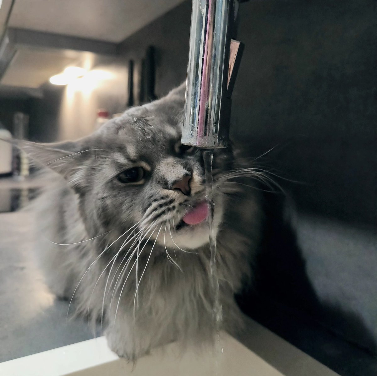 OdinThePuss's tweet photo. Gm

#cats
#catlover
#catlife
#catoftheday
#instacat
#kitty
#meow https://t.co/rN6Xcixb4u