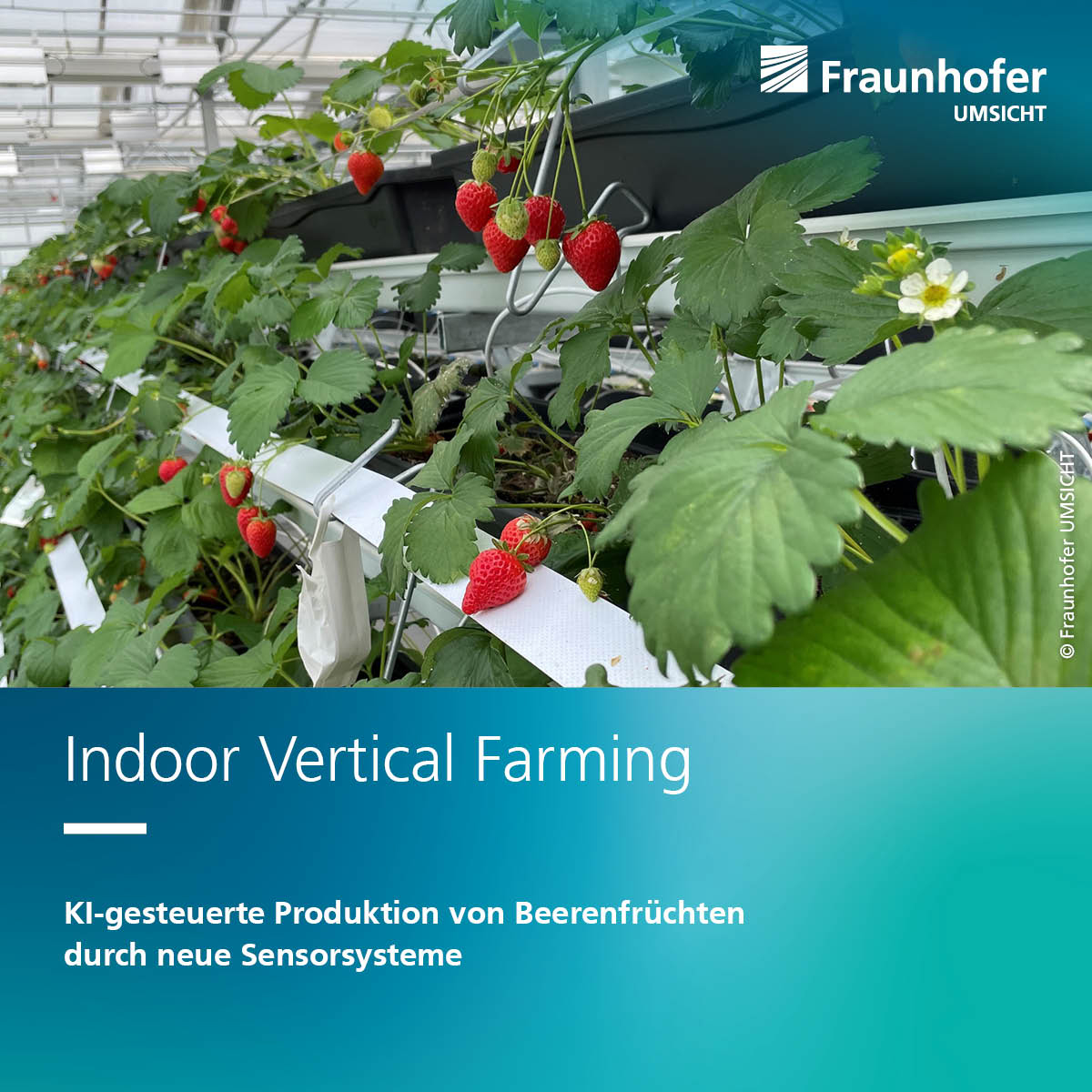 UMSICHT's tweet photo. 🍓Wie kann Indoor Vertical Farming für den Anbau von Sonderkulturen wie Erdbeeren, Himbeeren &amp; Heidelbeeren genutzt werden? Um diese Frage dreht sich das neu gestartete Projekt »inBerry«.
#IndoorFarming #VerticalFarming #KI

➡️ Details zum Projekt unter https://t.co/kjx1vYNmJ1 https://t.co/m9C1b78U5K