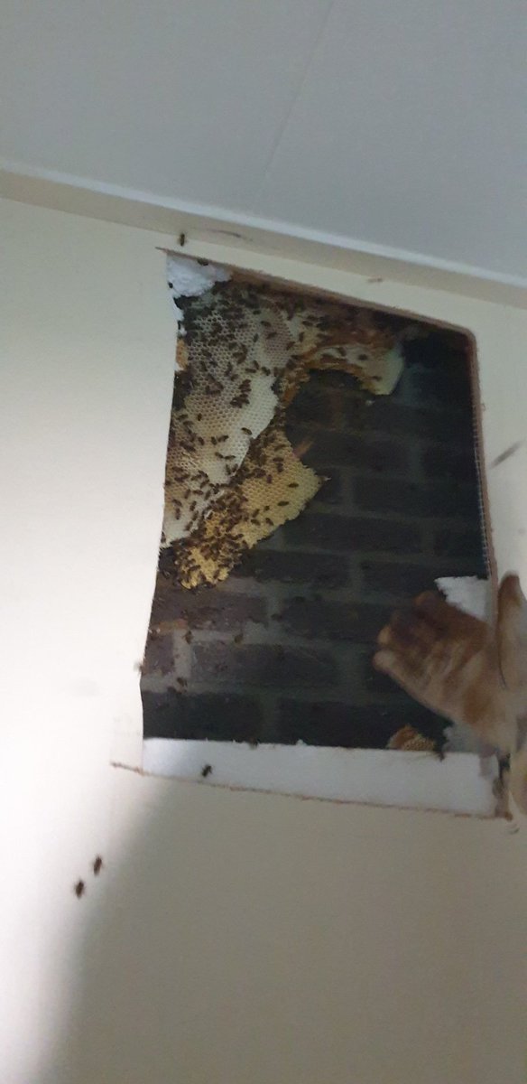 pimlemmers's tweet photo. Prachtig bijenvolk van de gifspuit gered! #savethebees #reddebij #bijen #pollinators #honeybees #Haarlemmermeer https://t.co/Mtz4IzTECd