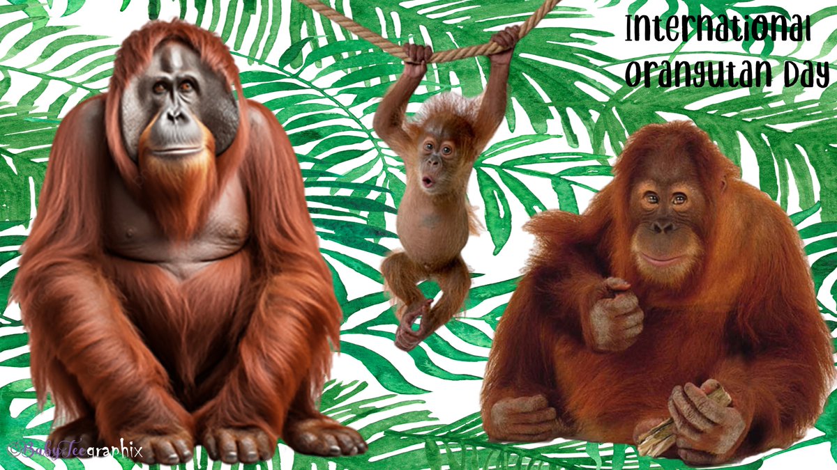 TraceyKenn99152's tweet photo. #InternationalOrangutanDay - 19 August 
#Orangutans #Conservation https://t.co/cABUeRJoyT