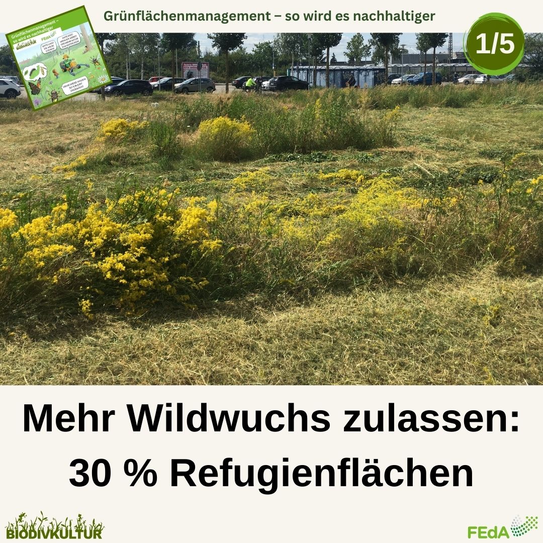 BioDivKultur (@biodivkultur) on Twitter photo Tipp 1️⃣ aus unserem Leitfaden lautet: Mehr Wildwuchs zulassen! Heißt konkret: Schafft Refugien für Insekten und Spinnen! 🐜 🕷️ Mindestens 30% der Flächen sollten ungemäht bleiben, weitere 30% nur selten gemäht werden. <a href="/FEdA_Biodiv/">FEdA | Biodiversität erforschen und erhalten</a>
feda.bio/de/pressemitte… Tipp 1️⃣ aus unserem Leitfaden lautet: Mehr Wildwuchs zulassen! Heißt konkret: Schafft Refugien für Insekten und Spinnen! 🐜 🕷️ Mindestens 30% der Flächen sollten ungemäht bleiben, weitere 30% nur selten gemäht werden. <a href="/FEdA_Biodiv/">FEdA | Biodiversität erforschen und erhalten</a>
feda.bio/de/pressemitte…