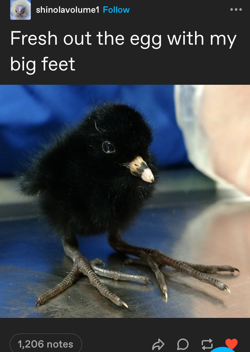 felidfang's tweet image. 