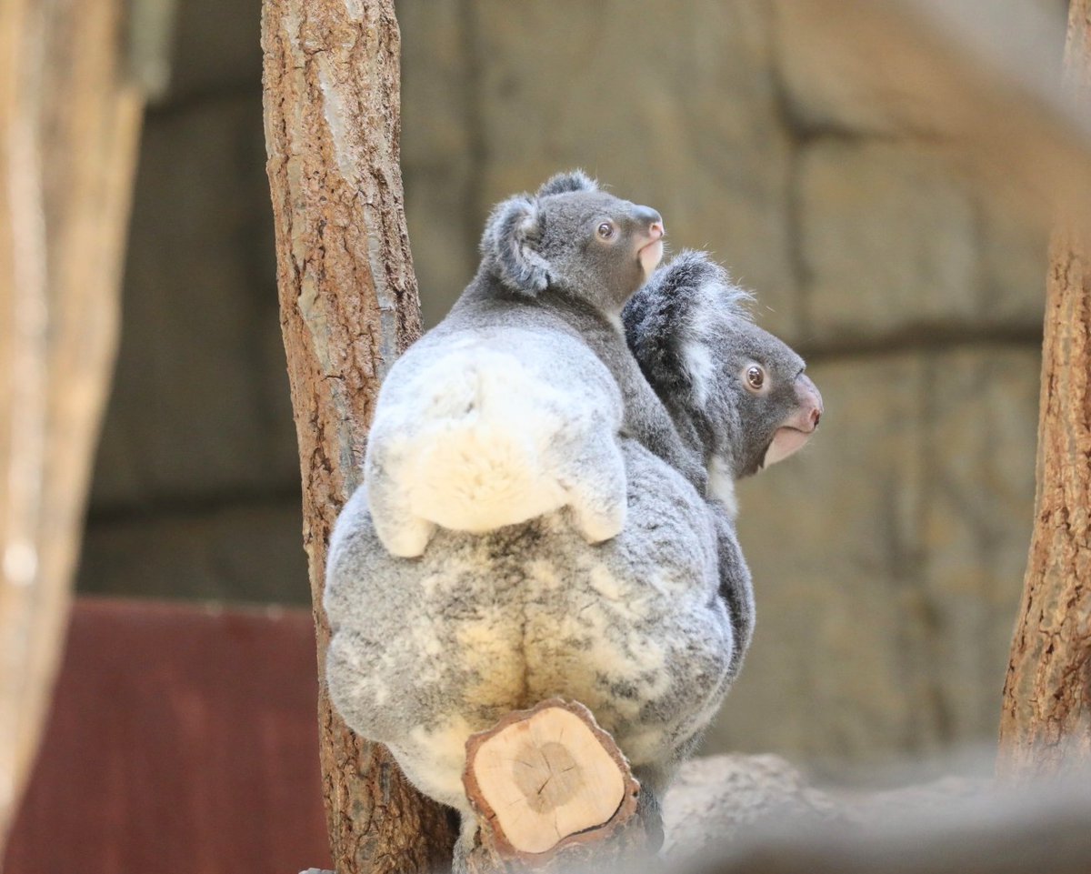 higashiyama5555's tweet photo. 白くてふわふわのお尻も
短いあんよも全部可愛い もなか🐨

りんともなか🐨🐨
#東山動植物園　#コアラ https://t.co/KkLpWxlIP1