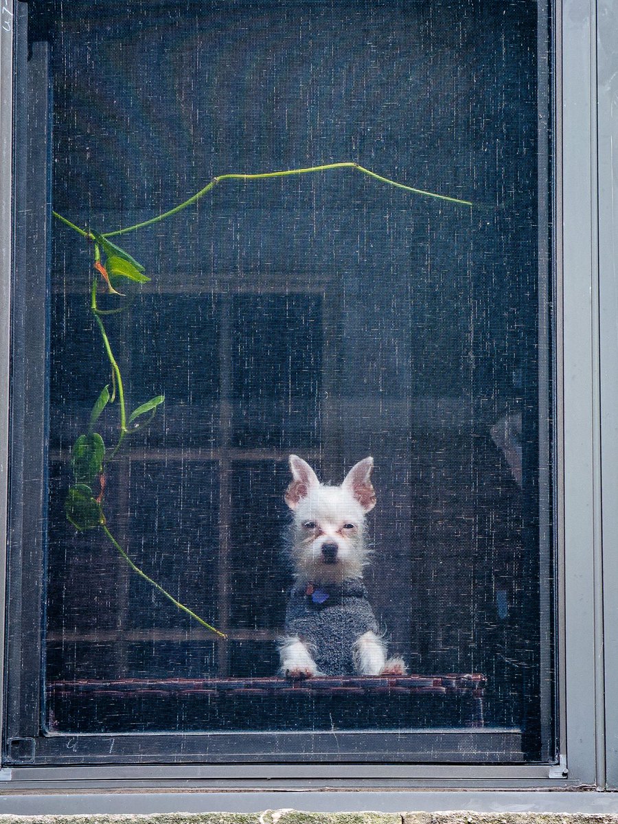 This good puppy really wanted me to know that the house was protected.

#dogsofinstagram #dog #doglover #puppy #dogs #dogstagram #doglife #dogoftheday #puppylove #instadog #doglovers #puppiesofinstagram #puppies #dogslife #dogsofinsta #doggo