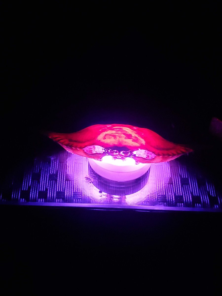 DarinJ222's tweet image. My #CrabShell smoking weed at nite light ...
I love zooming in btwn its eyes looks like a alien face ...

Might produce some of these and some other shell stuff ...