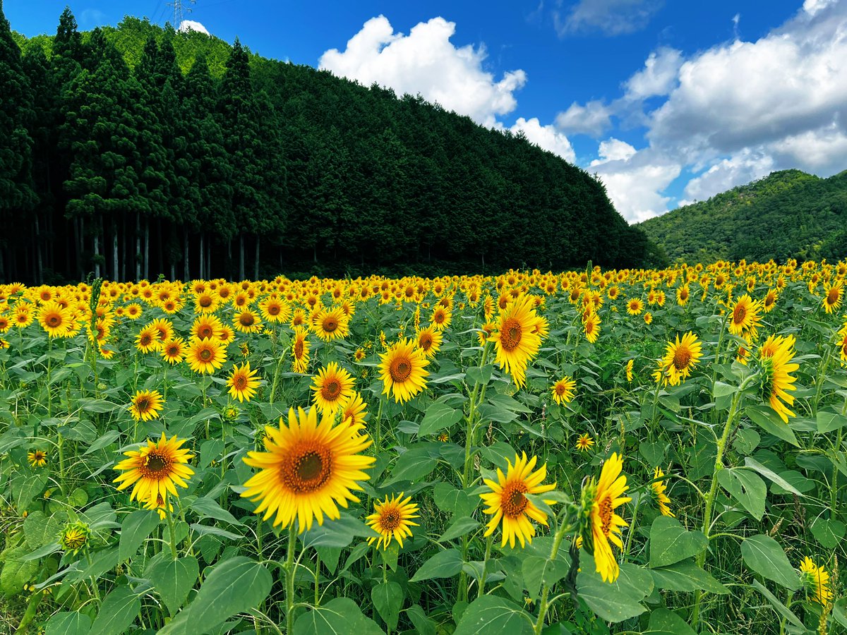 raise_bag's tweet image. \コンニチハ/

8/10からの長い夏休みが終わり
本日から弊社もお仕事です！

休み中に #ひまわり🌻を見に行って来ました
とてもキレイでうちの子も喜んでました🙆🏻‍♂️

皆様はどこかお出かけされましたか？
おすすめスポットあれば教えてください☺️

#企業公式
#企業公式相互フォロー
#夏休み
#お出かけ