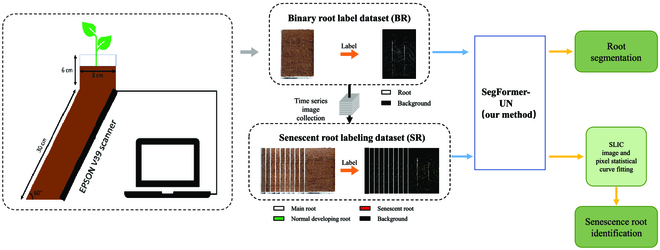 PPhenomics's tweet image. We present a transformer-based technique for high-throughput in situ root senescence feature extraction in cotton, offering rapid and accurate identification. #RootSenescence #DeepLearning #TransformerNetwork
Details: spj.science.org/doi/10.34133/p…