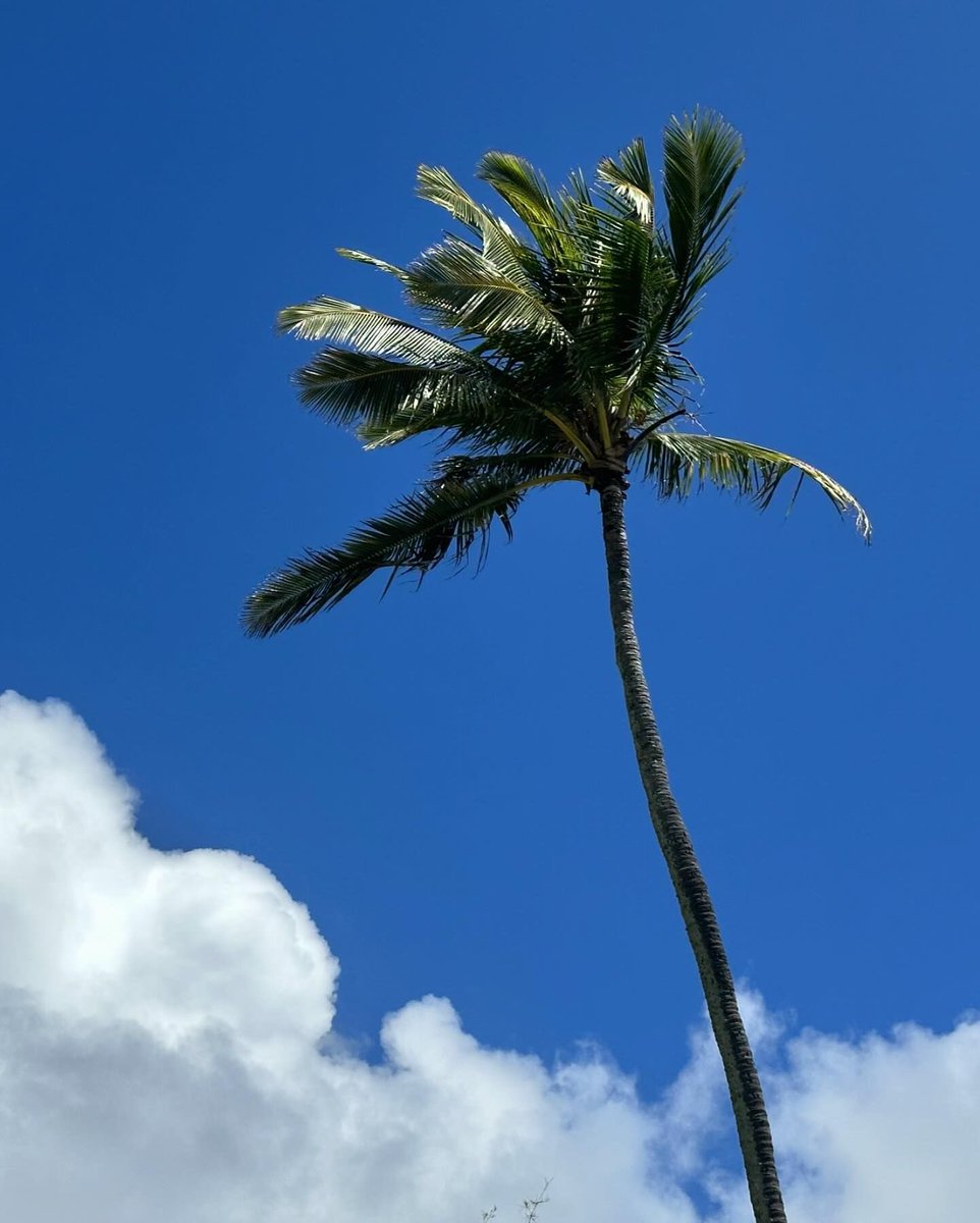 The sound of waves and birds fills my ears as I bask in the sunlight under this perfect blue sky at the beach—such an ideal, tranquil moment.