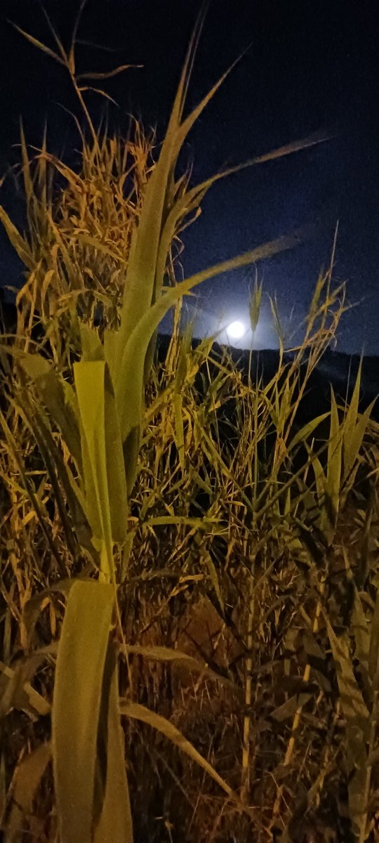 Casi amanece...
Buenos días, tardes, o noches...