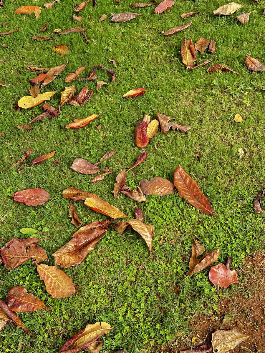 vrundavs's tweet photo. Falling leaves 🍂
are nature’s way of showing us
how beautiful it is to let things go.” –
Unknown 🍁
#leaves #morningwalktime #vrupix https://t.co/pCJqDuz1Hd