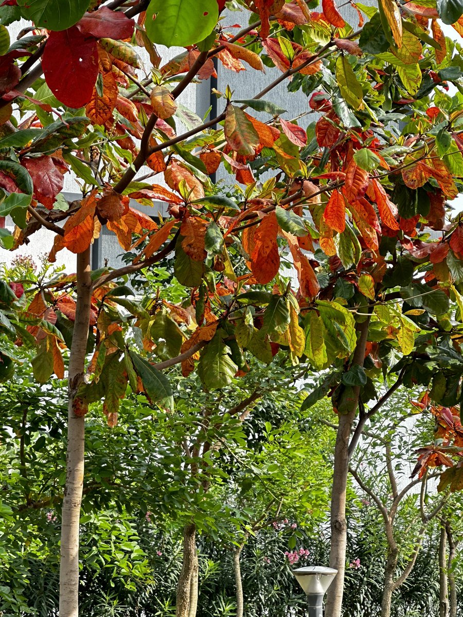 vrundavs's tweet photo. Falling leaves 🍂
are nature’s way of showing us
how beautiful it is to let things go.” –
Unknown 🍁
#leaves #morningwalktime #vrupix https://t.co/pCJqDuz1Hd