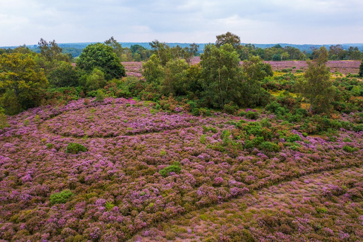 sdnpa's tweet image. Heather-clad heaths are popping with colour right now. 

#SouthDowns #HelpYourHeaths #MondayMotivation