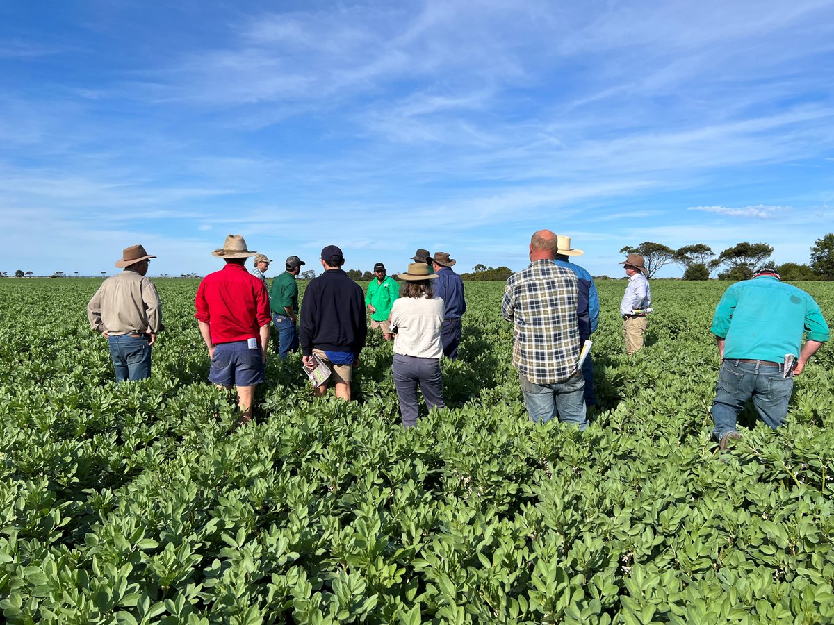 Last Thursday Trent Anderson from Giffard led a great Ute Drive at the <a href="/meatlivestock/">Meat & Livestock Australia</a>  Producer Demonstration Site, showcasing Sub Soil Amelioration. Year 2  of the demo featured faba beans, the nitrogen fixing superstars, grown for sheep fodder and sale. An insightful day!