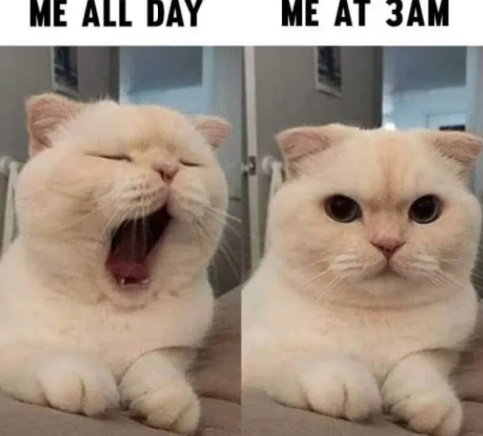 WholesomeMemes (@wholesomememe) on Twitter photo 