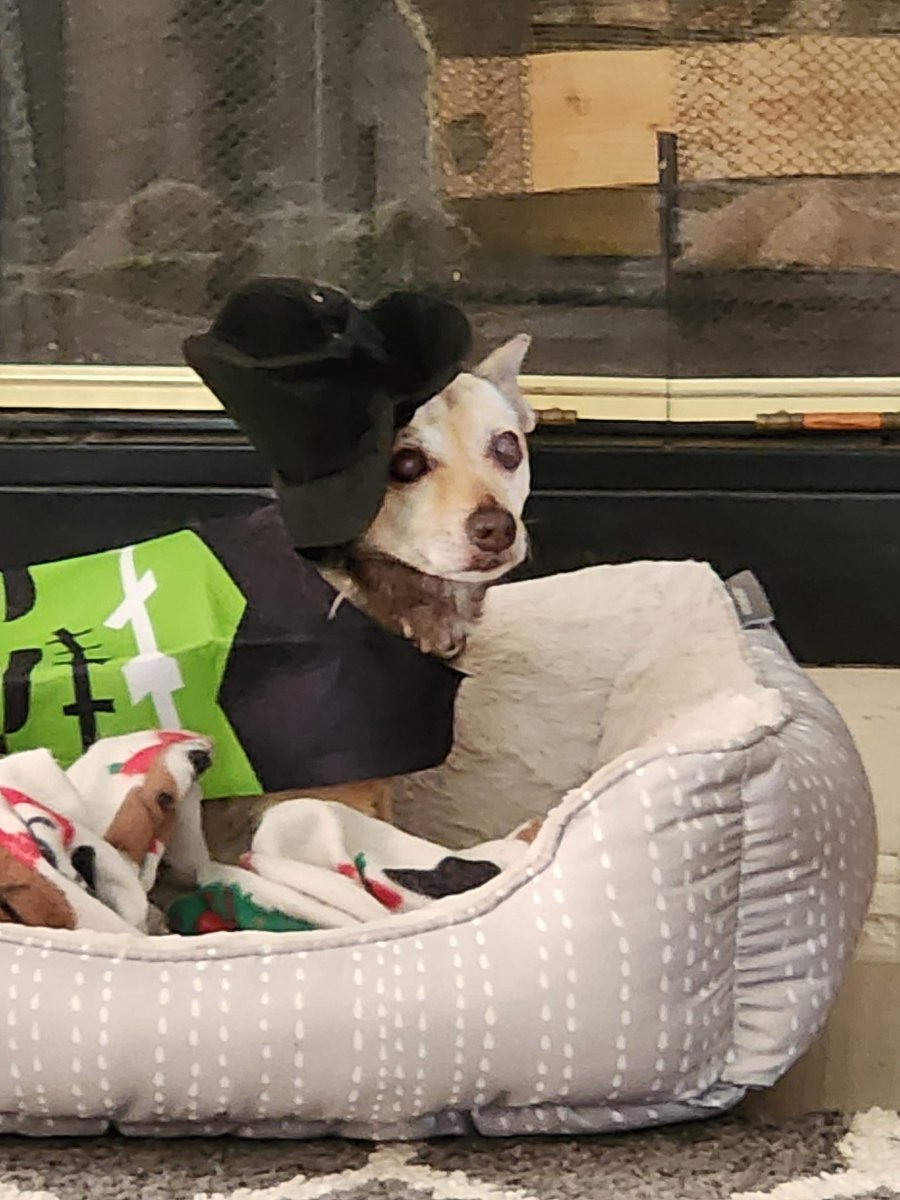 My little dog my best friend passed away tonight