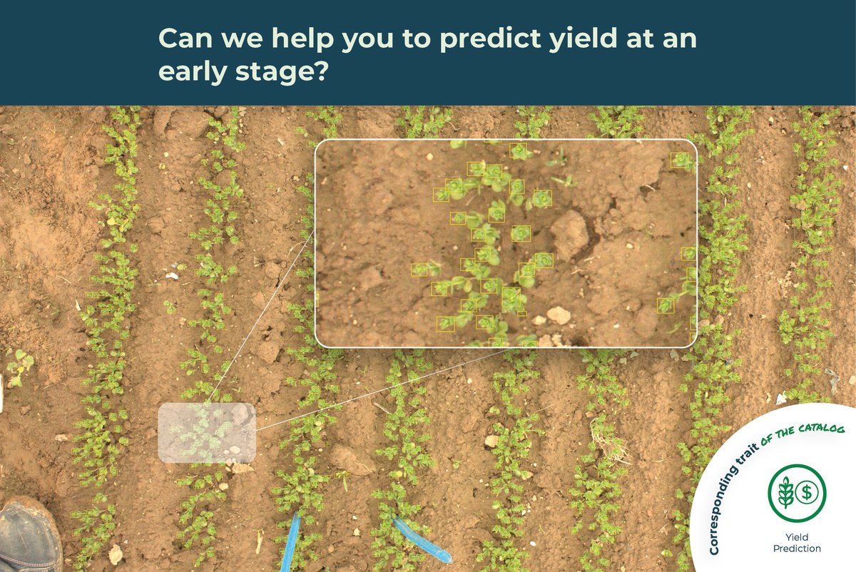 🌱 [#𝐃𝐢𝐠𝐢𝐭𝐚𝐥𝐏𝐡𝐞𝐧𝐨𝐭𝐲𝐩𝐢𝐧𝐠𝐔𝐬𝐞𝐂𝐚𝐬𝐞] 🌱
𝐏𝐑𝐄𝐃𝐈𝐂𝐓𝐈𝐍𝐆 𝐘𝐈𝐄𝐋𝐃 𝐀𝐓 𝐀𝐍 𝐄𝐀𝐑𝐋𝐘 𝐒𝐓𝐀𝐆𝐄

Grab a time to discuss with us: calendly.com/d/gtn-s8d-6fh
#plant #phenomics #plantbreeding #agtech