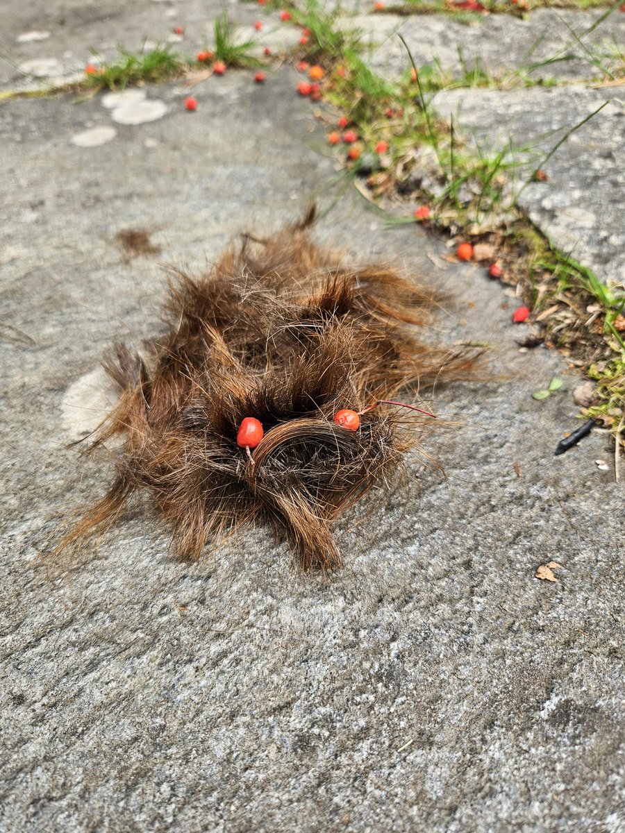 Jag har skaffat husdjur. Behöver namnförslag.