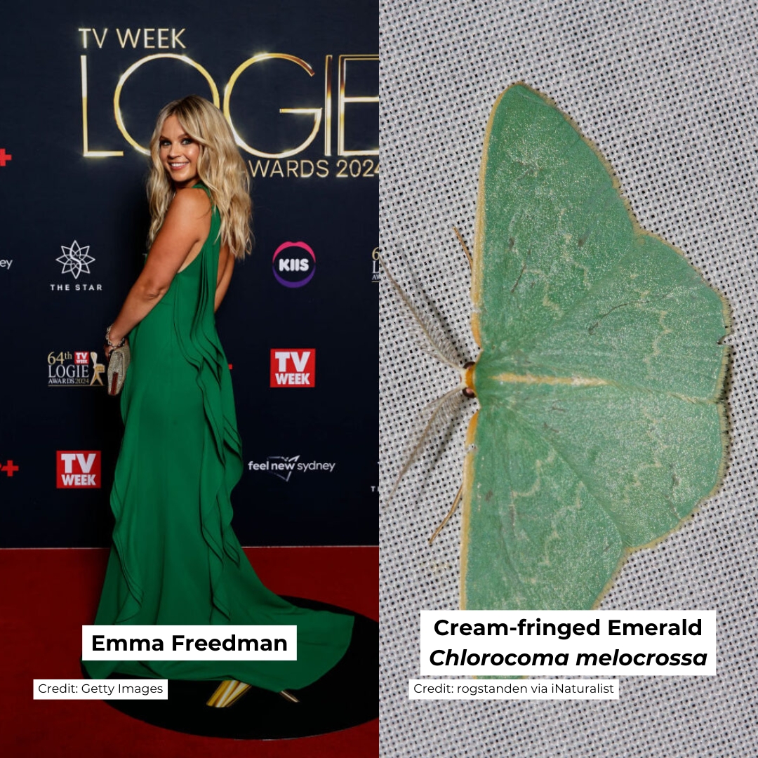 CSIRO's tweet photo. Who wore it better? 🤔 

Australian celebrities flocked to the #Logies red carpet yesterday like moths to a lamp. But did they outshine some of Australia's most gorgeous moths? https://t.co/1PaW7TCbTO
