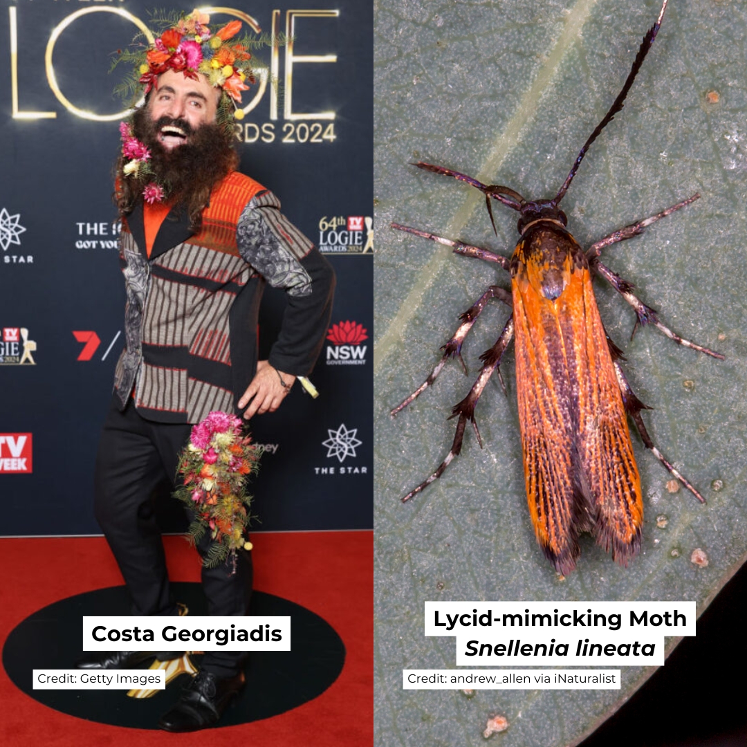 CSIRO's tweet photo. Who wore it better? 🤔 

Australian celebrities flocked to the #Logies red carpet yesterday like moths to a lamp. But did they outshine some of Australia's most gorgeous moths? https://t.co/1PaW7TCbTO
