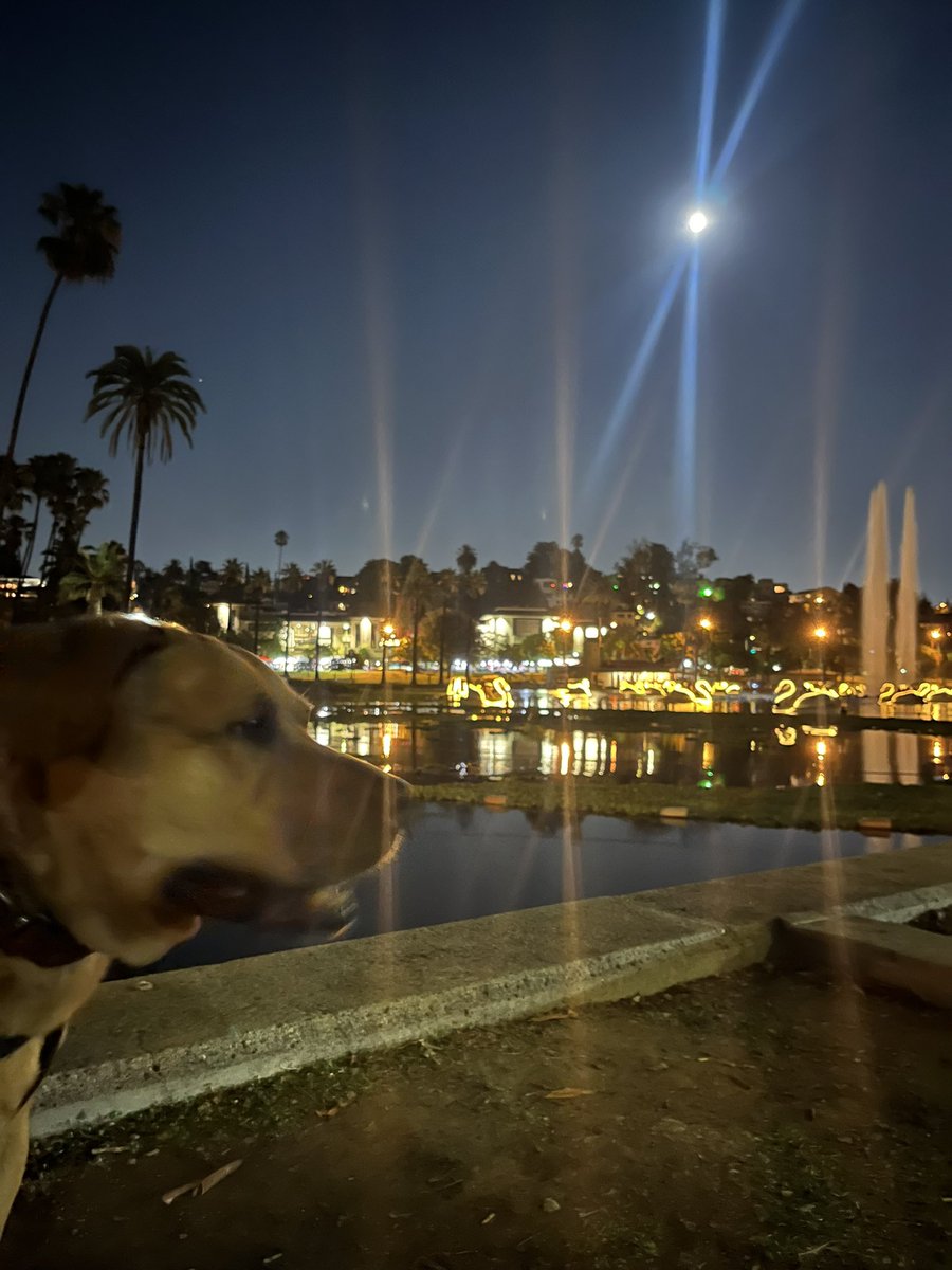 Desmond Shaw tweet media