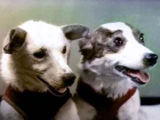 RusEmbIndia's tweet photo. #OTD  🇷🇺Belka and Strelka are dogs that spent a day in space aboard 🇷🇺Korabl-Sputnik 2 (Sputnik 5) on 19 August 1960 before safely returning to Earth. 

🟣They were the first higher living organisms to survive an orbital trip in outer space

#RussiaInSpace
#SpaceHistory
#StarDogs https://t.co/pKEZku9LBo