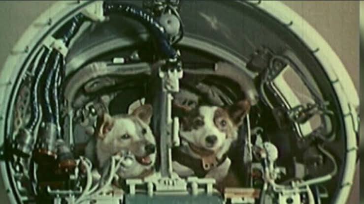 RusEmbIndia's tweet photo. #OTD  🇷🇺Belka and Strelka are dogs that spent a day in space aboard 🇷🇺Korabl-Sputnik 2 (Sputnik 5) on 19 August 1960 before safely returning to Earth. 

🟣They were the first higher living organisms to survive an orbital trip in outer space

#RussiaInSpace
#SpaceHistory
#StarDogs https://t.co/pKEZku9LBo