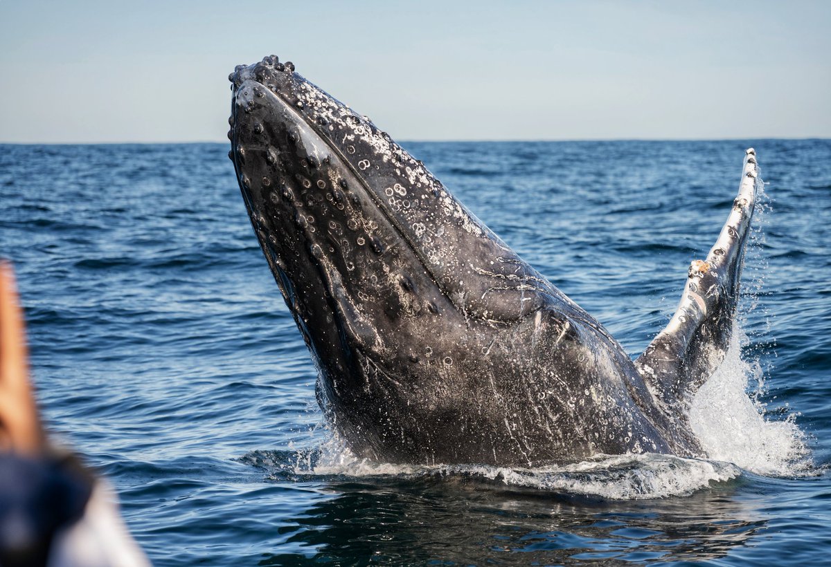 When a young male breaches close to the boat!! Wow
<a href="/KnysnaMuni/">KnysnaMunicipality</a> <a href="/gotosouthafrica/">VisitSouthAfrica</a> <a href="/visitknysna/">Visit Knysna</a> <a href="/GardenRoute_SA/">Garden Route SA</a> <a href="/gotravelbug/">Travelbug Rose🐞</a>