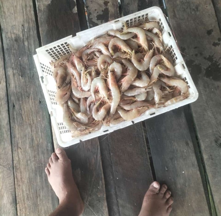 r_luhkan's tweet photo. Jum'at (02/08), Setia Rahman, Luhkan Kab.KotaWarTim, melaporkan hasil tangkapan udang Dogol, Milik Maspek, Nelayan Desa Sei Ijum Raya, Kec. Mentaya Hilir Selatan, sebanyak 135 Kg,Harga 50.000/Kg
#GiatLuhkanSatminkalGONDOL
#Produksi #KotaWarTim
@RISET_GONDOL @bppsdm_kp https://t.co/hUWr3XX2gs