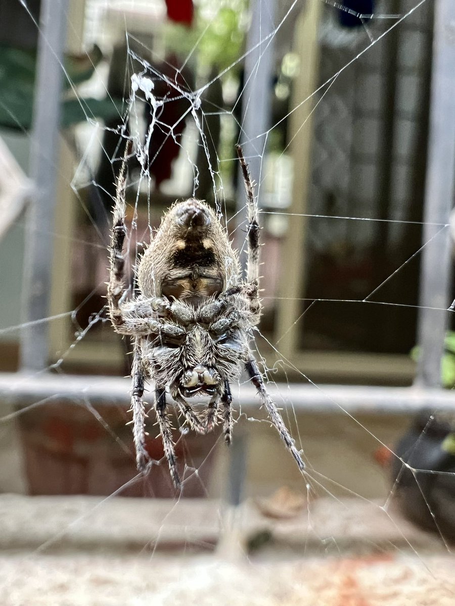 SASK1810's tweet photo. What so you see ? Nature has it all !!! 

@NatGeo

#shotoniphone #NaturePhotography #macro #spider https://t.co/dDjTklGDPW
