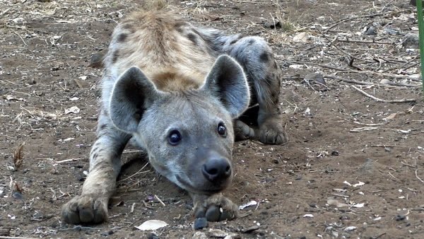 Bere ingori imbwa yakazoita zve guka