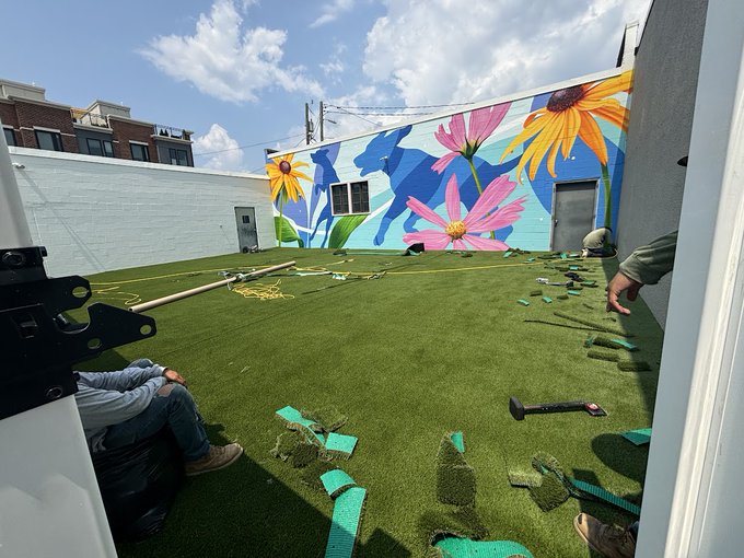 dog day care turf