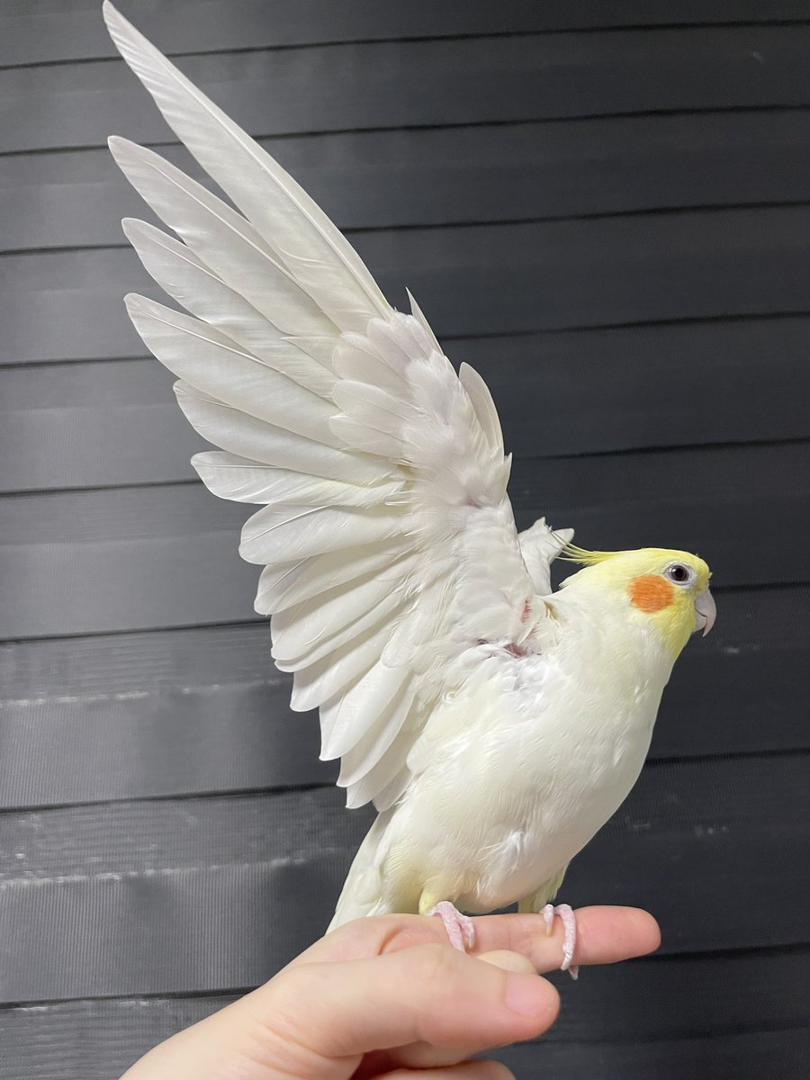 FlyingBanana33's tweet image. 천사 타코쨩