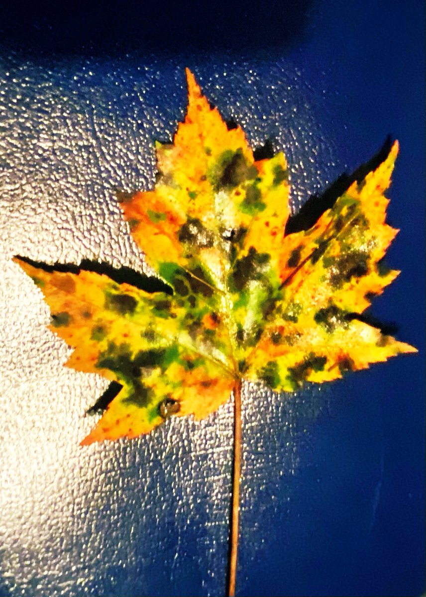 TealSeptember's tweet photo. The #Leafs are already changing colors. #notfallyet #leaf #leaves #fall #summer #august6th , #2024 #tree #trees #nature #Outdoors #mothernature #NorthCarolina #Mountains #naturescenery #Naturesbeauty #woods #forests 🍁 🍂 🌳 https://t.co/z8yDjUpvak