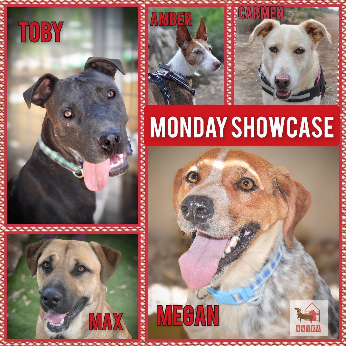 ShelterAkira's tweet photo. #mondayshowcase #teamzay #rehomehour
Details on https://t.co/4njXp3WoSG
@Marlene59165254 @LisaClareRead2 @MillieOTLFP @WittmanHelga @Dubs4Mutts @Elliebelle90200 @catgirl321 @Penny2449 @Nightowl400 https://t.co/mvLHx3m2uj
