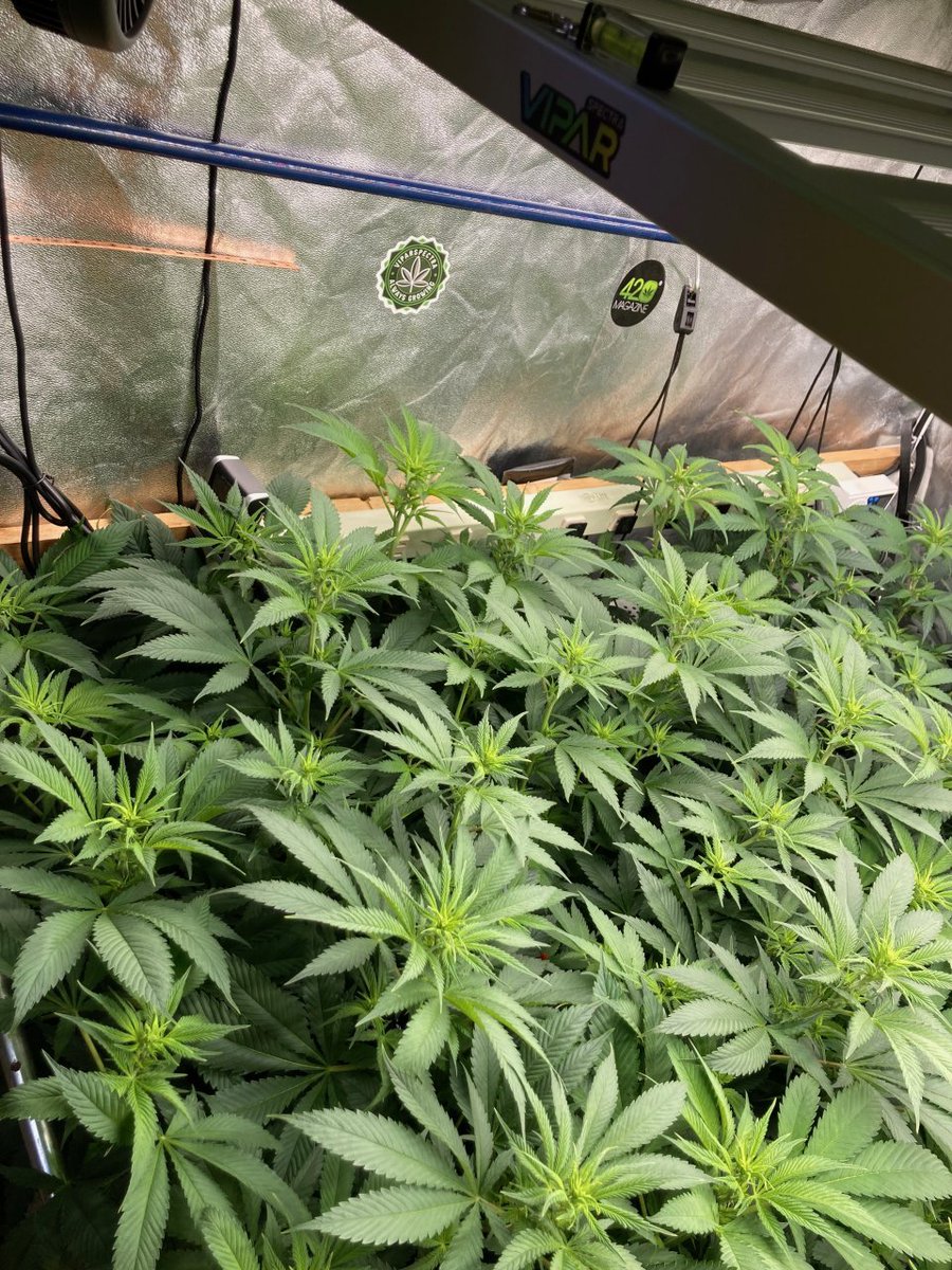 ViparSpectra tweet media