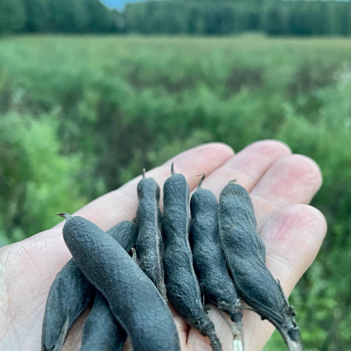 Silloin kun kauppakorkean ovista kuljin ensimmäisen kerran sisään, en välttämättä olisi uskonut joskus suuntaavani iltalenkillä tarkistamaan härkäpapupeltojen kuulumisia. 😂 Niin se elämä yllättää!