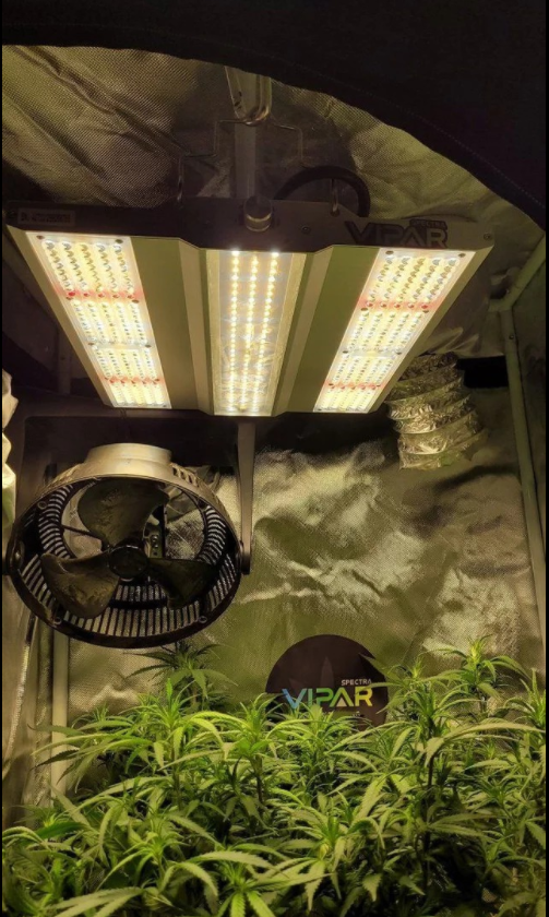 ViparSpectra tweet media