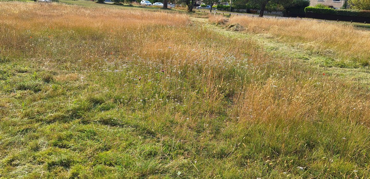 Beginning to cut back some of the meadow but lots still going on! Plans afoot to tip the balance on grass/flowers for next year. Definitely need more yellow rattle and some autumn clearing to grab back some bare soil for a summer show! Barn owls have really benefitted this year!